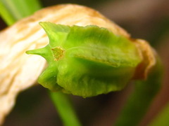 Fritillaria thunbergii