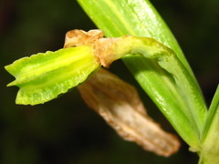 Fritillaria thunbergii
