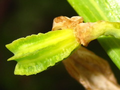 Fritillaria thunbergii
