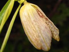 Fritillaria thunbergii