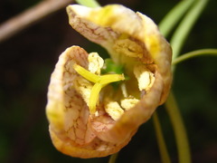 Fritillaria thunbergii
