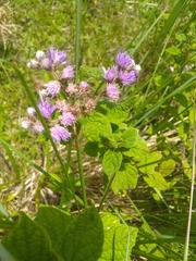 Vernonia saepium