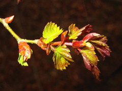 Zelkova