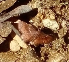 Leptostales rubromarginaria