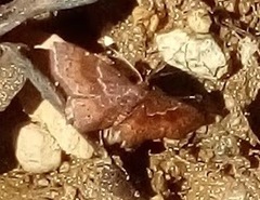 Leptostales rubromarginaria
