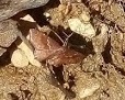 Leptostales rubromarginaria