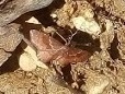Leptostales rubromarginaria