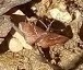 Leptostales rubromarginaria