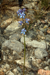 Delphinium parishii parishii