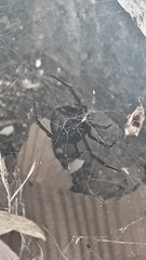 Latrodectus mirabilis