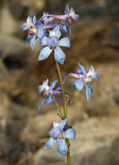 Delphinium parishii parishii
