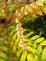 Stachyurus