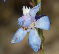 Delphinium parishii parishii