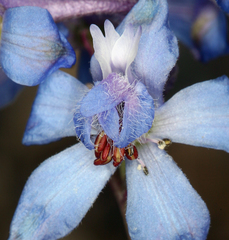 Delphinium parishii parishii