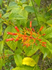 Palicourea crocea