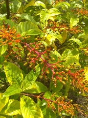 Palicourea crocea