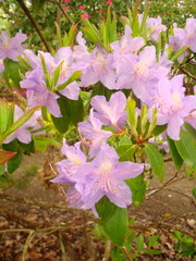 Rhododendron