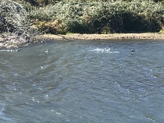 Bucephala clangula × islandica