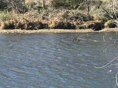 Bucephala clangula × islandica