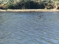 Bucephala clangula × islandica