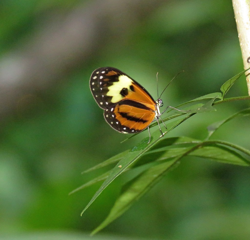 Ceratinia cayana