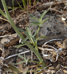 Delphinium parishii parishii