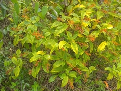 Palicourea crocea