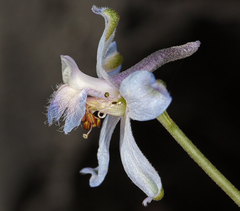 Delphinium parishii parishii