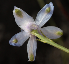 Delphinium parishii parishii