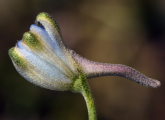 Delphinium parishii parishii