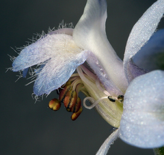 Delphinium parishii parishii