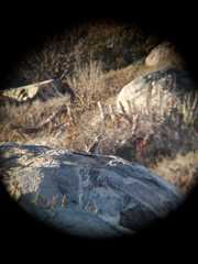 Pteroptochos megapodius