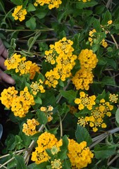 Lantana