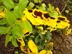 Viola × wittrockiana