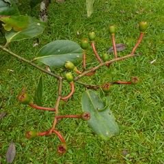 Macleania crassa