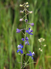 Delphinium parryi maritimum