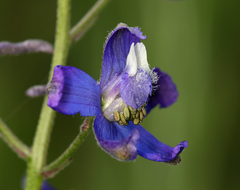 Delphinium parryi maritimum