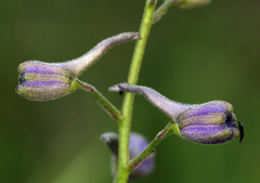 Delphinium parryi maritimum