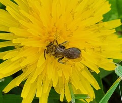 Andrena dunningi