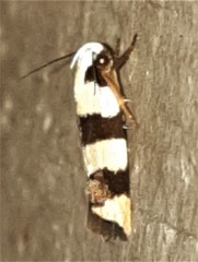 Zonopetala divisella