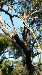 Eucalyptus marginata marginata