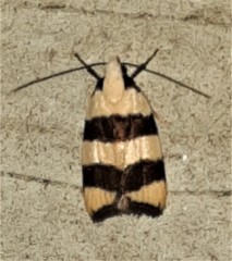 Zonopetala divisella