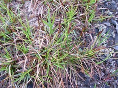 Carex richardsonii