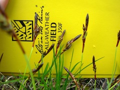 Carex richardsonii