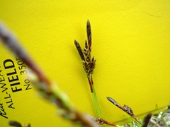 Carex richardsonii