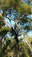 Eucalyptus marginata marginata