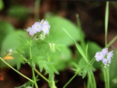Phacelia purshii