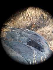 Pteroptochos megapodius