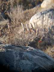 Pteroptochos megapodius