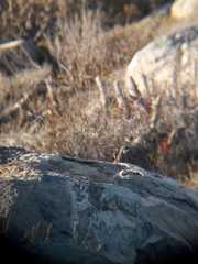 Pteroptochos megapodius